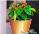 Скачать бесплатно изображение Растения Кашпо с автополивом Green Sun 2521671 в Москве Фото в Домашние животные Растения • Распродажа кашпо больших размеров!• Разнообразие в Москве 2 900