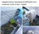 Уникальное фото Грызуны кролик 3427018 в Москве Изображение в Домашние животные Грызуны продам кролика за с клеткой .отдам лоток, в Москве 3 500